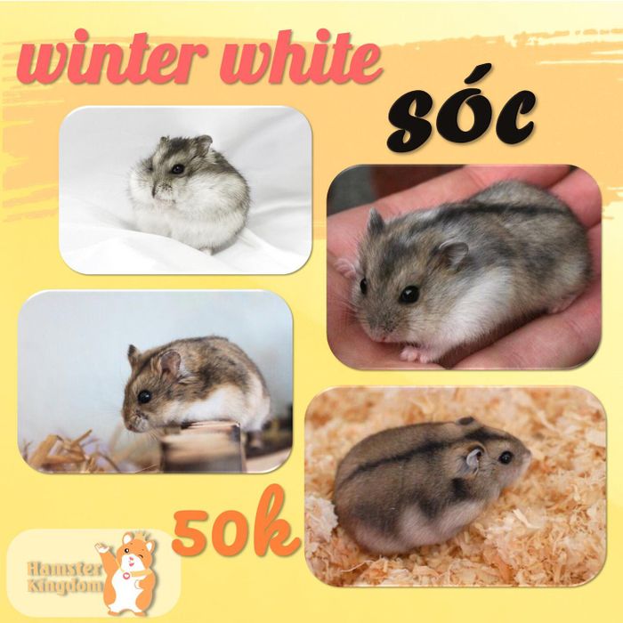 Hình ảnh những bé hamster đáng yêu tại Hamster Kingdom