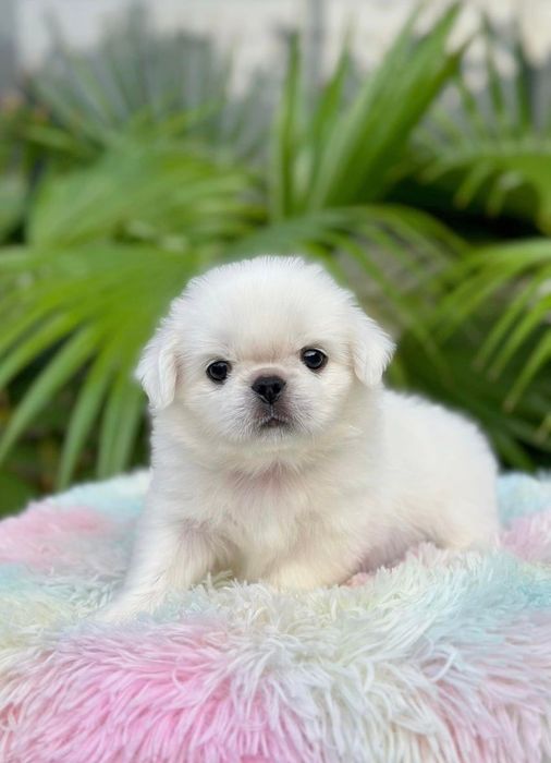 Hoàng Nhè Pet Shop - Hình ảnh 1