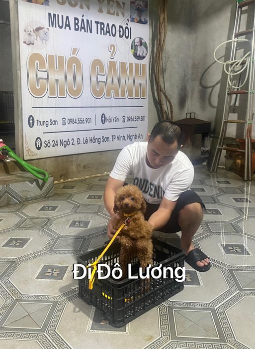 Sơn Yến Chó Cảnh - Hình ảnh 2