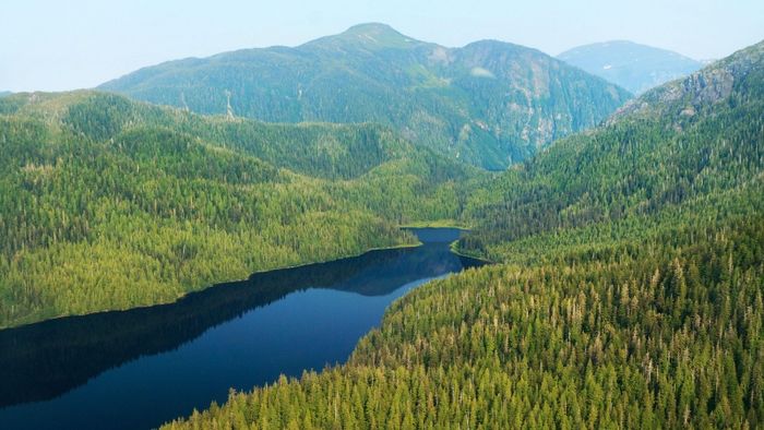 Cảnh rừng Tongass bạt ngàn nhìn từ trên cao - Ảnh 1
