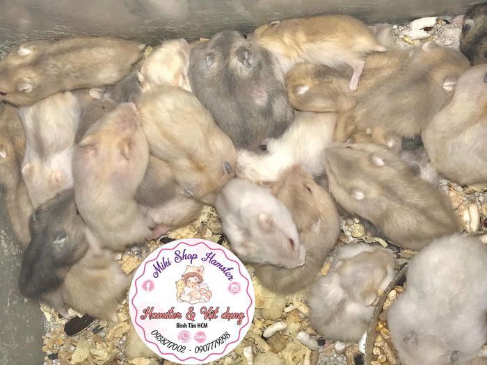 Hình ảnh những chú hamster đáng yêu tại Miki Shop