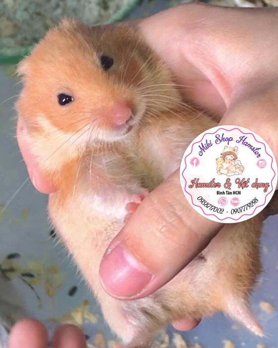 Hình ảnh những bé hamster màu hiếm tại Miki Shop