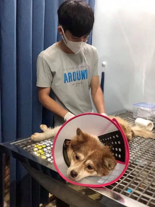 Hình ảnh 2 - Phòng khám Thú cưng Pleiku Pet