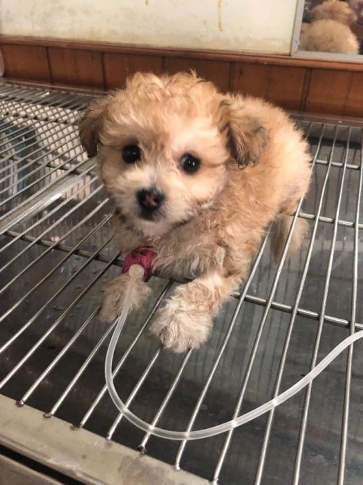 Hình ảnh 2 - Phòng Khám FIDO PET Gia Lai
