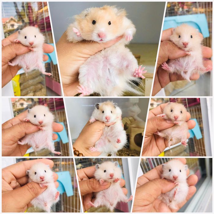 Hình ảnh cửa hàng NK Hamster Cage & Decorations