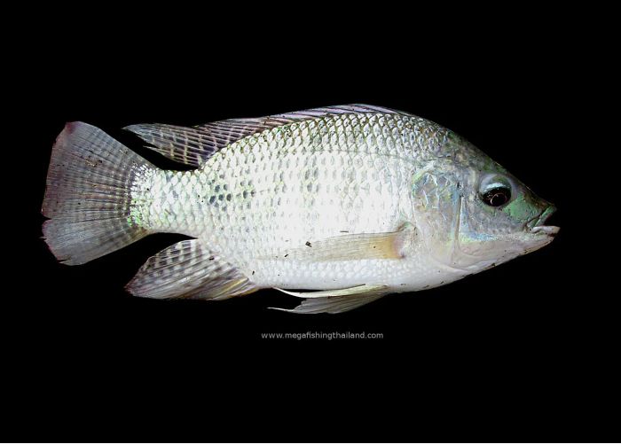 Cá vược sông Nile - Sát thủ máu lạnh đẩy cả hệ sinh thái vào thảm cảnh diệt vong