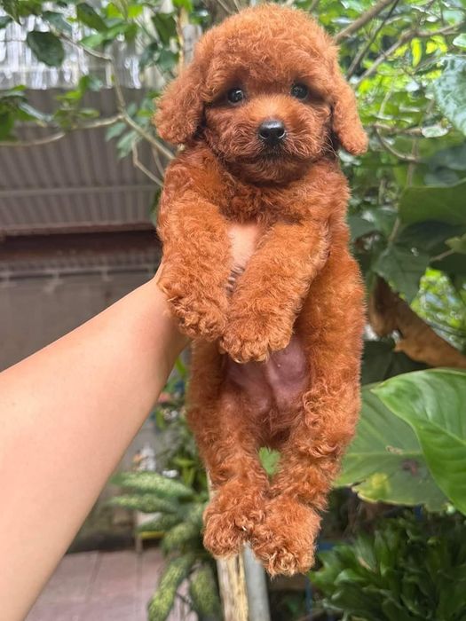 Lâm Trang Pet Shop Vinh - Hình ảnh 1