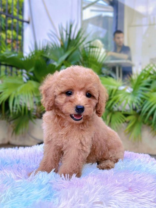 Hoàng Nhè Pet Shop - Hình ảnh 2