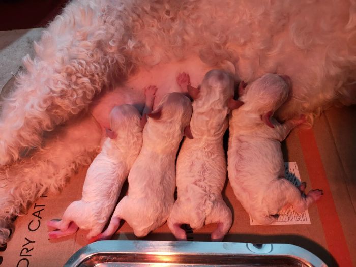 Hình ảnh 2 - Phòng Khám Thú Y Hiếu Thuần (Pet Healthcare)