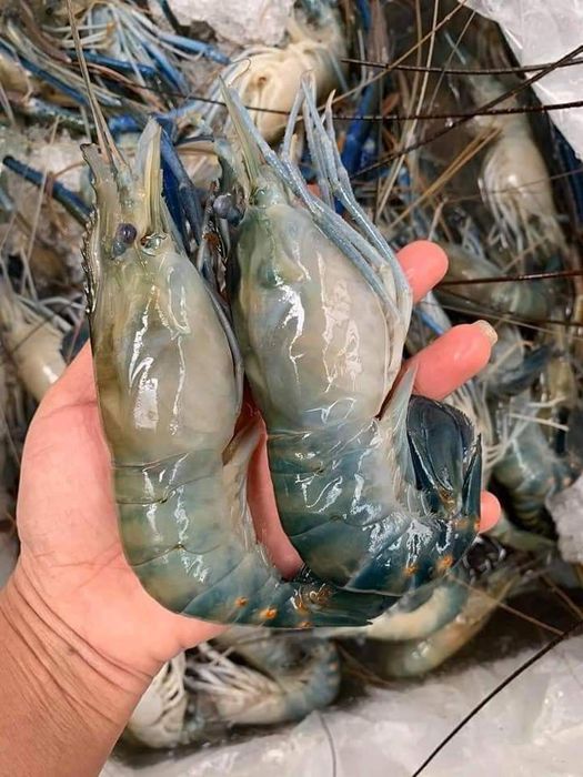 Góc trưng bày sản phẩm OCOP đạt chuẩn tại CED Product