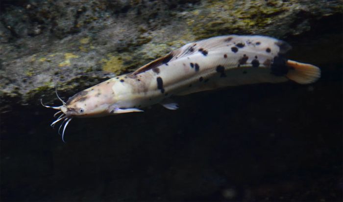 Cá trê Clarias batrachus - Sát thủ mùa khô tàn phá quần thể cá bản địa
