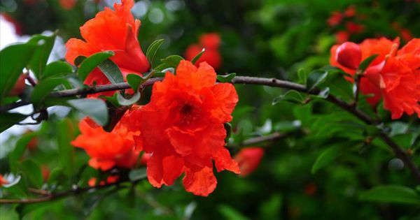 Tranh minh họa 1 - Sắc màu rực rỡ của mùa hè qua ngòi bút Nguyễn Trãi