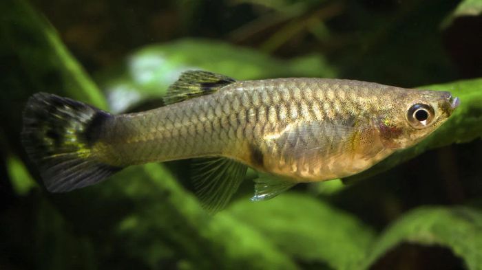 Cá gambu - Kẻ tiểu yêu với sức tàn phá khổng lồ đối với hệ sinh thái