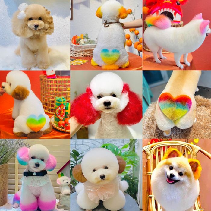 Không gian chăm sóc thú cưng tiêu chuẩn tại MoMo Home