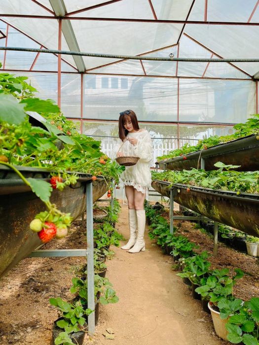 Khung cảnh bình minh tuyệt đẹp tại vườn dâu Ngọc Thiên Ân