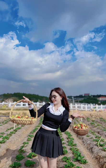 Những luống dâu tươi tốt ẩn hiện trong sương mai tại Vườn Dâu Trên Mây