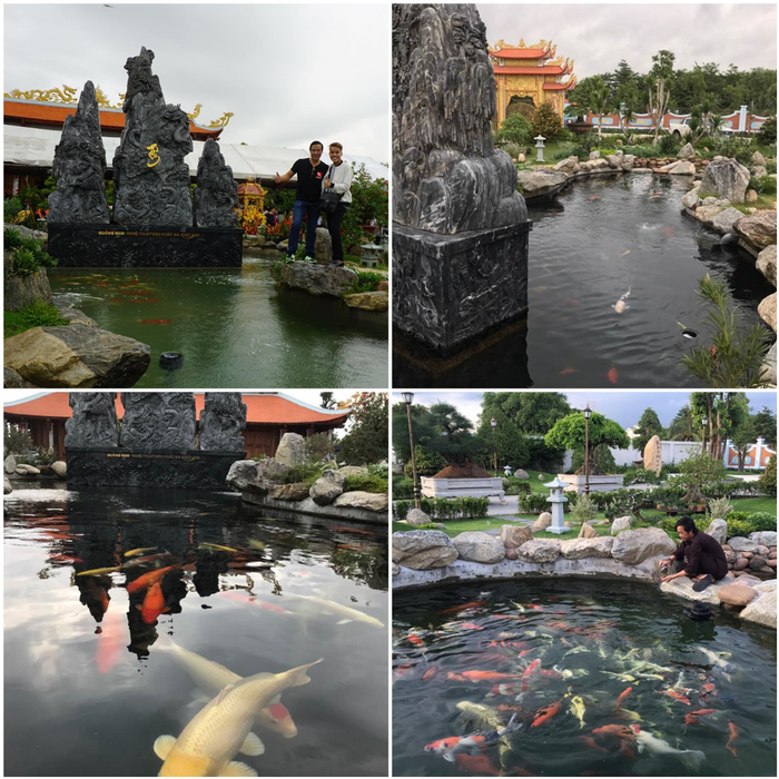 Tác phẩm hồ Koi đẳng cấp - Ruby Koi Farm