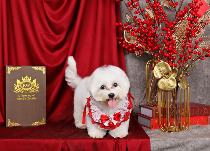 Hình ảnh quy trình làm đẹp chuyên nghiệp tại Dejay's Grooming