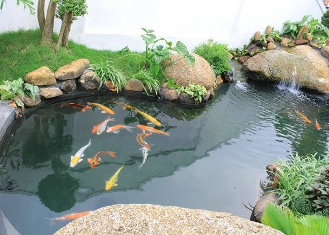Tác phẩm hồ Koi nghệ thuật - Phú Tài Đạt