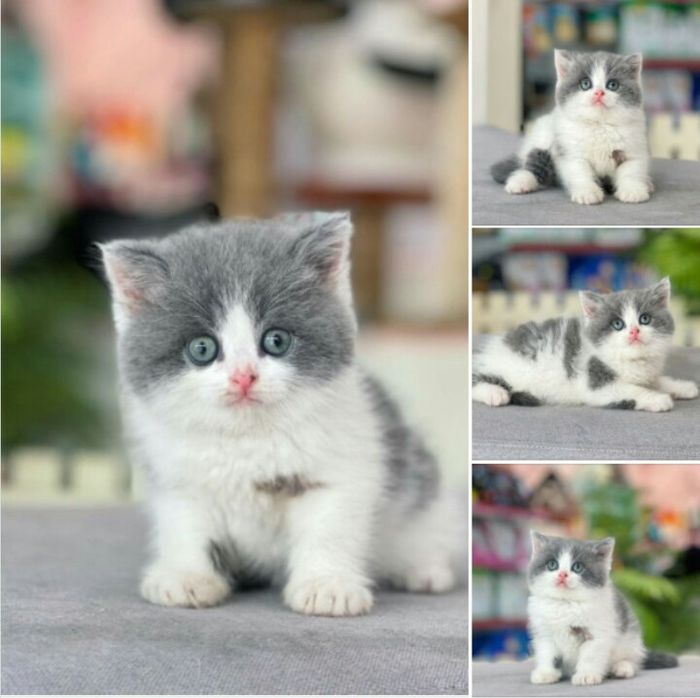 Không gian spa cao cấp dành cho thú cưng tại Mật Pet Family