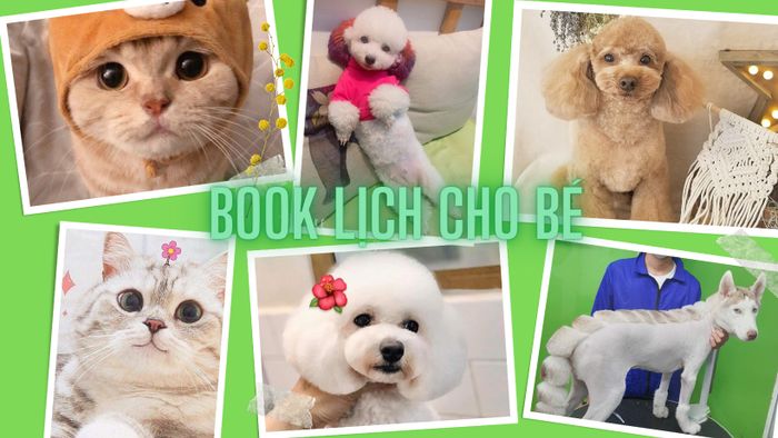 Quy trình chăm sóc thú cưng chuyên nghiệp tại Dr. Bull Spa