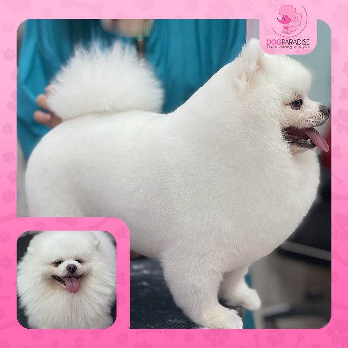 Hình ảnh không gian chăm sóc thú cưng tại Dog Paradise