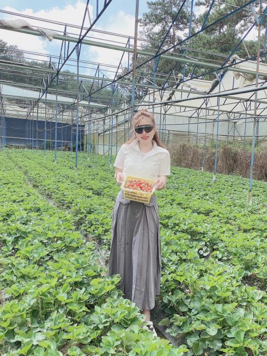 Những trái dâu đỏ rực dưới nắng vàng tại Vườn Dâu Nhà Gỗ