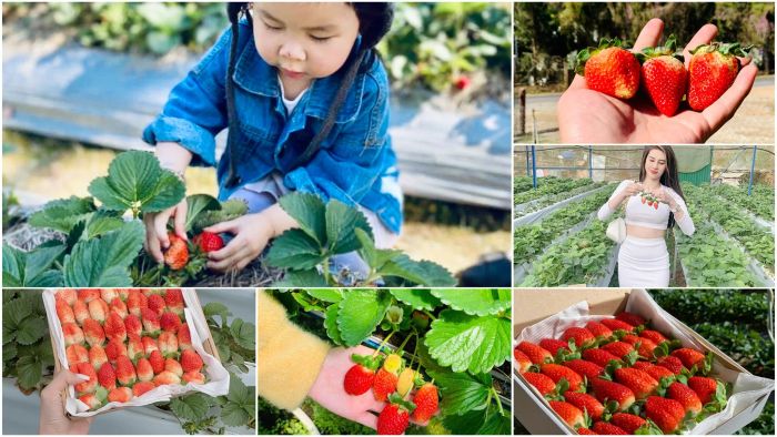Khoảnh khắc bình yên giữa những luống dâu xanh mướt tại Vườn Dâu Nhà Gỗ