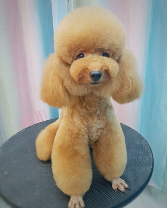 Quy trình làm đẹp chuyên nghiệp tại Zuli