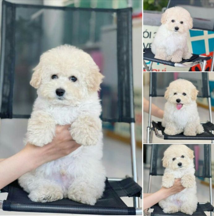 Không gian chăm sóc thú cưng sang trọng tại Mật Pet Family