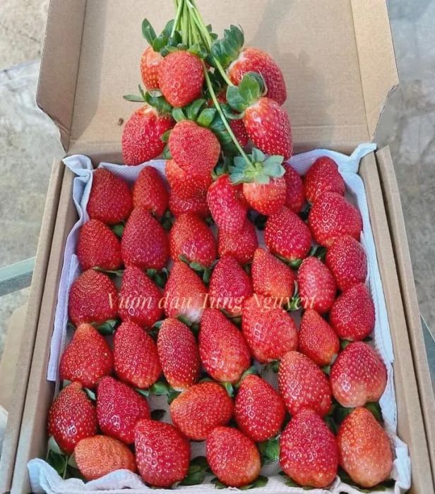 Khung cảnh xanh mát của những giàn dâu thủy canh tại Vườn Dâu Tùng Nguyên