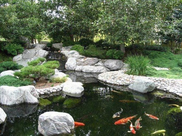 Tác phẩm hồ Koi nghệ thuật - Cảnh Quan Kiến Trúc Xanh