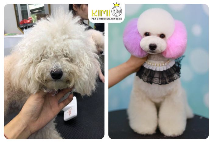 Hình ảnh không gian chăm sóc thú cưng đẳng cấp tại Kimi Pet