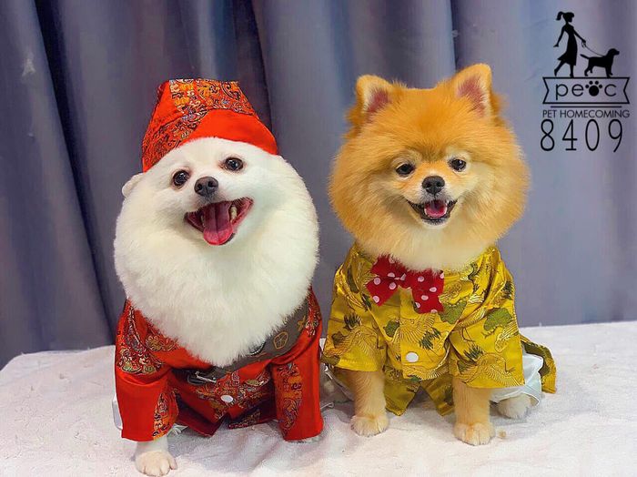 Dịch vụ grooming cao cấp và chuyên nghiệp tại PEOC