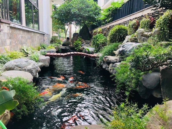Kiệt tác hồ cá Koi phong thủy - Cảnh Quan Kiến Trúc Xanh