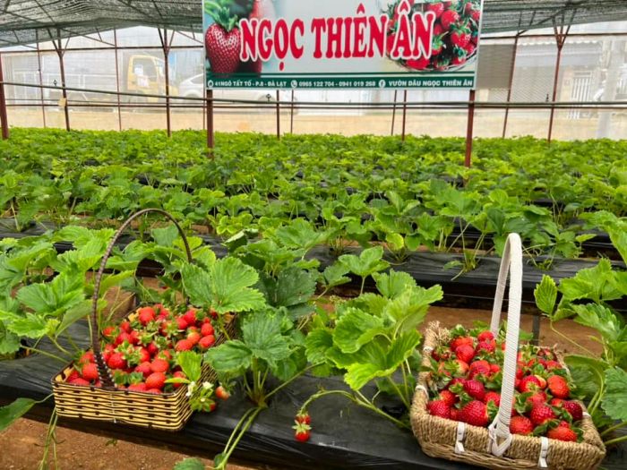 Hình ảnh xinh tươi tại vườn dâu Ngọc Thiên Ân
