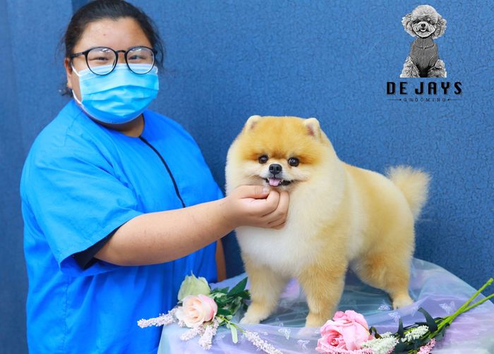 Không gian chăm sóc thú cưng sang trọng tại Dejay's Grooming