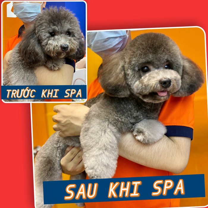 Hình ảnh không gian chăm sóc thú cưng cao cấp tại Pet Hyatt