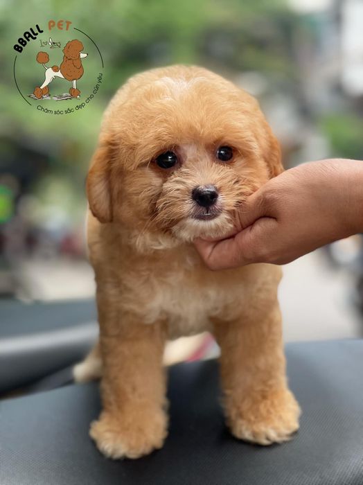Không gian chăm sóc thú cưng hiện đại tại BBall Pet
