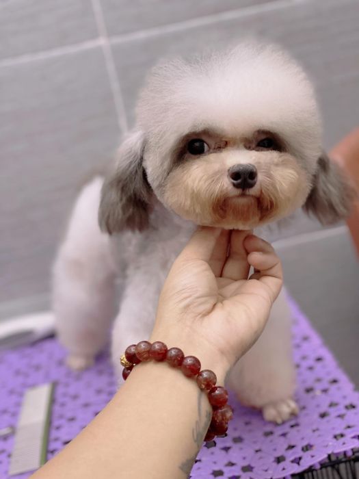 Bộ sưu tập hình ảnh độc đáo tại Pet House - Khoảnh khắc tỏa sáng của những thiên thần lông lá