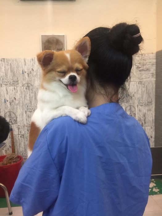 Quy trình chăm sóc thú cưng chuyên nghiệp tại ĐẬU Pet Shop