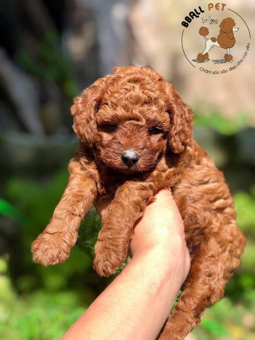 Quy trình tắm spa cao cấp cho thú cưng tại BBall Pet