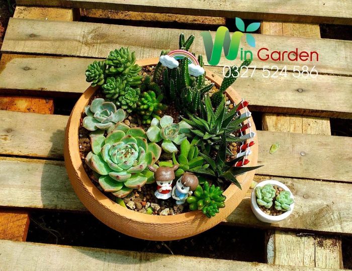 Vườn ươm xương rồng đa dạng chủng loại tại Win Garden