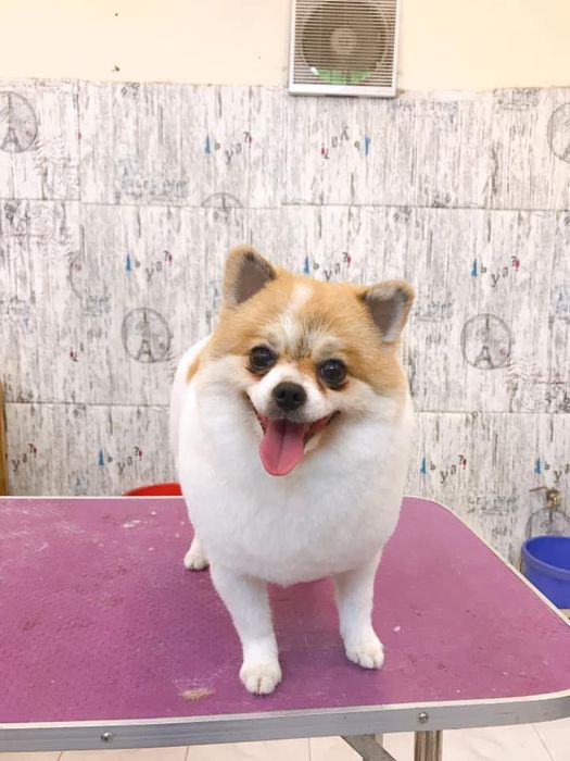 Góc làm đẹp đầy sáng tạo tại ĐẬU Pet Shop