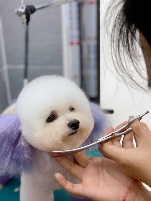 Bộ sưu tập hình ảnh đẳng cấp tại Pet House - Khoảnh khắc vàng lưu giữ vẻ đẹp thú cưng