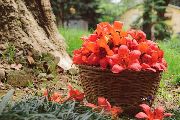 Hình ảnh minh họa sống động (Nguồn: internet)