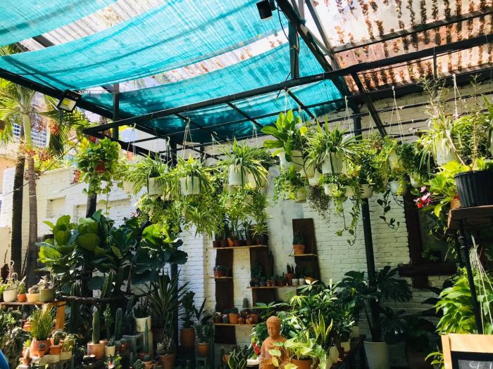 Bộ sưu tập sen đá đa dạng tại Mộc Garden
