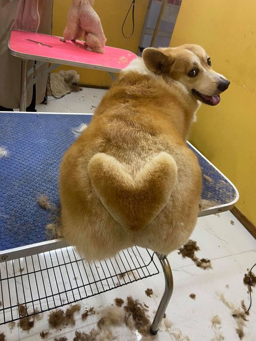 Không gian sang trọng tại ĐẬU Pet Shop