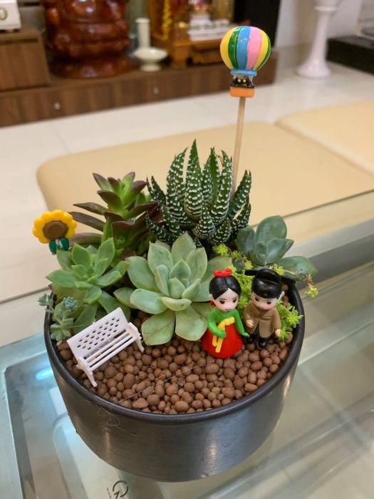 Vườn sen đá đầy màu sắc tại Ken Garden