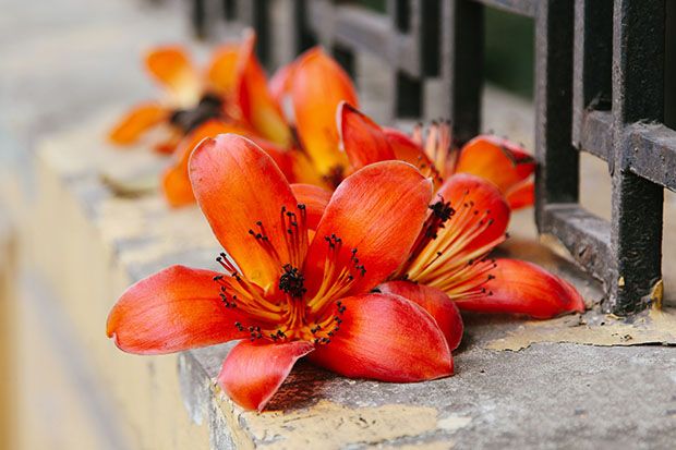 Hình ảnh minh họa sống động (Nguồn: internet)